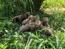 Cheetah cubs in their yard at the Smithsonian Conservation Biology Institute. Cheetah cubs at the Smithsonian Conservation Biology Institute