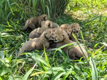 Cheetah cubs in their yard at the Smithsonian Conservation Biology Institute. Cheetah cubs at the Smithsonian Conservation Biology Institute