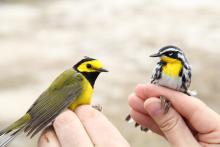 The hooded warbler is one of many migratory bird species that make twice-annual journeys over oceans and inhospitable landscapes, through the critical Gulf of Mexico region. Photo Credit: Kevin Bennett Two hooded warbler birds in someone's hands
