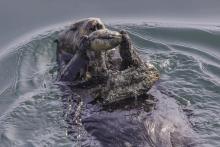 Photo: Jessica Fujii / Monterey Bay Aquarium Sea otter floats on its back in the water and uses rock to open clam