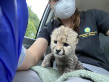 SCBI biologist Adrienne Crosier transferred a 2-week-old male cheetah cub from Front Royal, Virginia, to Wildlife Safari in Winston, Oregon. (Adrienne Crosier/Smithsonian Conservation Biology Institute) SCBI biologist Adrienne Crosier transferred a 2-week-old male cheetah cub from Front Royal, Virginia, to Wildlife Safari in Winston, Oregon.