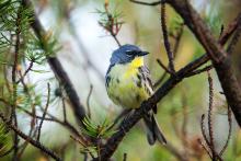 A male Kirtland’s warbler perches on a young jack pine tree in Michigan. A male Kirtland’s Warbler songbird perches on a young jack pine tree.