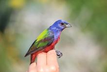 A new collaborative study led by the Smithsonian Conservation Biology Institute’s Migratory Bird Center (SMBC) outlines the key remaining questions that, once answered, will help researchers complete the picture of the effects of migrating through the critical Gulf of Mexico region on bird populations, like the painted bunting, in order to protect them. Photo Credit: Kevin Bennett A painted bunting bird in someone's hand