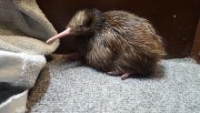 A female brown kiwi chick at the Smithsonian Conservation Biology Institute. The chick hatched between July 29 and July 30. A female brown kiwi chick sitting on a gray carpet