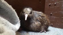 A female brown kiwi chick at the Smithsonian Conservation Biology Institute. The chick hatched between July 29 and July 30. A female brown kiwi chick sitting on a gray carpet