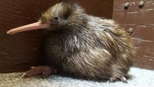 A female brown kiwi chick at the Smithsonian Conservation Biology Institute. The chick hatched between July 29 and July 30. A female brown kiwi chick sitting on a gray carpet