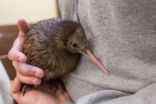 Female kiwi chick