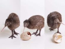 Three kiwi chicks born at the Smithsonian Conservation Biology Institute in 2016. Hari (left), Kake (center), Kaha (right). Kiwi chicks