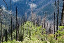 Loss of seed sources over successive short-interval fires in the Klamath Mountains Loss of seed sources over successive short-interval fires in the Klamath Mountains.