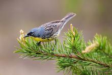 A Kirtland's warbler perched on a branch. (Courtesy of Nathan Cooper) A Kirtland's warbler perches on a branch, it's yellow bellow pointing down.
