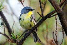 A male Kirtland's warbler. Kirtland's Warbler