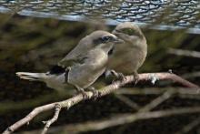 Loggerhead shrike chick Loggerhead shrike chick