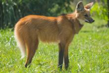 Maned wolf at the Smithsonian Conservation Biology Institute. (Photo: Smithsonian Conservation Biology Institute) Maned wolf