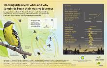 Infographic illustrating songbird migration tracking data. Infographic illustrating songbird migration tracking data.