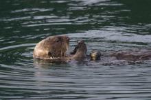 Photo: Jessica Fujii / Monterey Bay Aquarium Sea otter floats on its back in the water