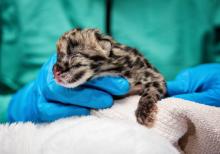 Photo: Amiee Stubbs/Nashville Zoo a clouded leopard cub rests in the gloved hands of a veterinarian