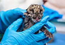 Photo: Amiee Stubbs/Nashville Zoo a clouded leopard cub rests in the gloved hands of a veterinarian
