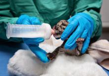 Photo: Amiee Stubbs/Nashville Zoo a clouded leopard cub being bottle-fed by a veterinarian
