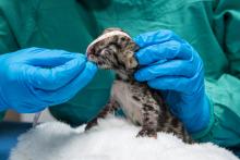 Photo: Amiee Stubbs/Nashville Zoo a clouded leopard cub has its head measured by a veterinarian