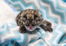 Photo: Amiee Stubbs/Nashville Zoo a clouded leopard cub with eyes still closed on a blanket
