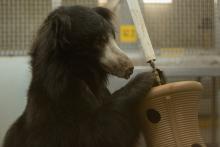 While in quarantine, sloth bear Niko plays with an enrichment item in Asia Trail's off-exhibit area. To keep Niko mentally and physically stimulated, keepers are providing him with a variety of enrichment, including tree trunks, branches, bobbin toys and puzzle feeders. A male sloth bear with his front legs resting on an enrichment toy