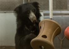 While in quarantine, sloth bear Niko plays with an enrichment item in Asia Trail's off-exhibit area. To keep Niko mentally and physically stimulated, keepers are providing him with a variety of enrichment, including tree trunks, branches, bobbin toys and puzzle feeders. A male sloth bear playing with an enrichment toy