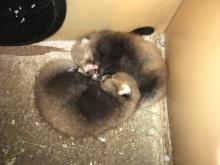 Nutmeg’s cubs in their nest box. Two red panda cubs