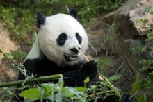 Giant panda Mei Xiang giant panda eating bamboo