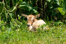 A female scimitar-horned oryx calf at the Smithsonian Conservation Biology Institute. She was the first calf to be successfully conceived through artificial insemination without anesthesia. The technique could be used on females reintroduced to the wild, increasing the genetic diversity of reintroduced herds. Oryx calf born via artificial insemination July 2018.