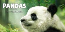 "Pandas," a documentary film, is coming to the Smithsonian's National Zoo June 1 through Aug. 31, 2019. Audiences will get a glimpse into Chengdu Panda Base in China, where scientists are dedicated to protecting the species by breeding giant pandas and introducing cubs into the wild. Photo Credit: David Douglas and Drew Fellman. Pandas Documentary Summer 2019