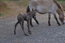 Przewalski’s horse foal Przewalski’s horse foal