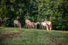 Four Przewalski's horse foals at the Smithsonian Conservation Biology Institute. Four Przewalski's horse foals at the Smithsonian Conservation Biology Institute.