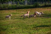 Four Przewalski's horse foals at the Smithsonian Conservation Biology Institute. Four Przewalski's horse foals at the Smithsonian Conservation Biology Institute.