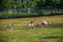 Four Przewalski's horse foals at the Smithsonian Conservation Biology Institute. Four Przewalski's Horse foals at the Smithsonian Conservation Biology Institute.