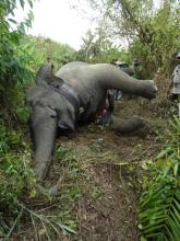 A poached elephant in Myanmar. The elephant had been wearing a satellite-GPS collar as part of a Smithsonian Conservation Biology Institute study tracking elephant movements to mitigate human-elephant conflict. A poached elephant in Myanmar. The elephant had been wearing a satellite-GPS collar as part of a Smithsonian Conservation Biology Institute study tracking elephant movements to mitigate human-elephant conflict.