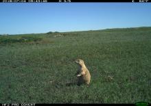 Smithsonian Conservation Biology Institute scientists are using camera trap photos, like this one of a prairie dog, to help to understand the biodiversity of the prairie landscape. A camera trap photo of a prairie dog standing in short prairie grass on a cloudless day in Montana