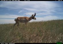 Smithsonian Conservation Biology Institute scientists are using camera trap photos, like this one of a pronghorn antelope, to help to understand the biodiversity of the prairie landscape. A camera trap photo of a pronghorn antelope walking through Montana grasslands on a clear, bright day.