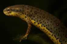The red-spotted newt is a species native to the United States that is highly susceptible to the deadly salamander fungal disease, Batrachochytrium salamandrivorans (Bsal). a red-spotted newt