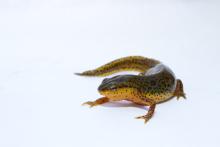 The red-spotted newt is a species native to the United States that is highly susceptible to the deadly salamander fungal disease, Batrachochytrium salamandrivorans (Bsal). a red-spotted newt
