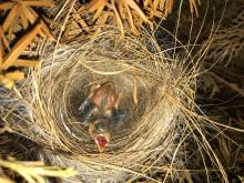 Red siskin chick Red siskin chick