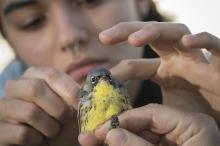 Smithsonian intern Patty Rodriques helps position a radio tag on the back of a male Kirtland’s warbler. Smithsonian intern helps position a radio tag on the back of a male Kirtland’s Warbler.
