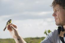 Research ecologist Nathan Cooper holds a radio-tagged Kirtland’s warbler just before releasing it in The Bahamas. Researcher holds a radio-tagged Kirtland’s Warbler, a yellow and gray songbird, just before releasing it in The Bahamas.