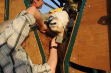 John Newby, Sahara Conservation Fund Smithsonian scientist Jared Stabach collaring an oryx