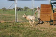 Photo Credit: John Newby, Sahara Conservation Fund For the first time in 30 years, scimitar-horned oryx are home in Chad
