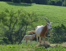 A scimitar-horned oryx calf standing next to its mother. (Tara Buk/Smithsonian Conservation Biology Institute) A newborn scimitar-horned oryx calf with tan skin and large ears stands in the grass near its mother.