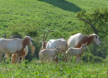 The herd of scimitar-horned oryx and their calves at the Smithsonian Conservation Biology Institute. (Tara Buk/Smithsonian Conservation Biology Institute) A herd of female scimitar-horned oryx with long, curved antlers and their newborn calves stand in the grass
