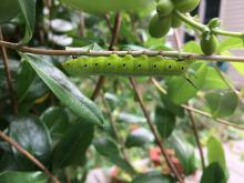 Because more than 90 percent of herbivorous insects, like this snowberry clearwing caterpillar, will only eat one or a few native plants, the use of these plants in landscaping is essential to ensure breeding birds have enough insect prey to eat. Photo: Desirée Narango, SCBI A bright green caterpillar crawls upside down along a twig