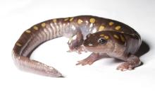 The spotted salamander is a native U.S. species. Members of this genus are popular as pets. a spotted salamander