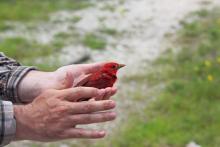 Coastal habitats around the Gulf of Mexico are being dramatically altered by growing human populations and a changing climate. Scientists at the Smithsonian Conservation Biology Institute’s Migratory Bird Center (SMBC) are trying to determine how those changes are affecting migratory bird populations, such as the summer tanager. Photo Credit: Kevin Bennett A red summer tanager being held in someone's hands