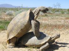 The SCBI study is the first to use genetic methods to look at whether males of a translocated population are successfully reproducing and integrating their genes into a resident group. Photo by Andrew Walde. Two desert tortoises mating
